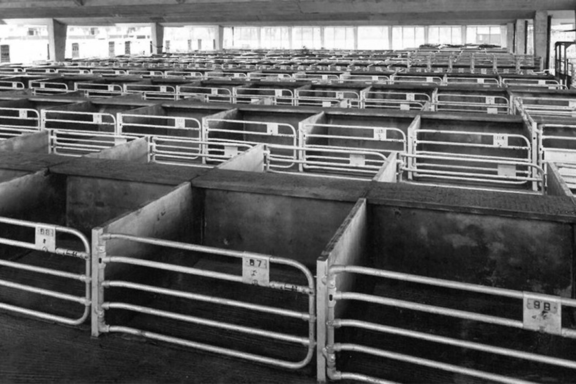 cattle stall